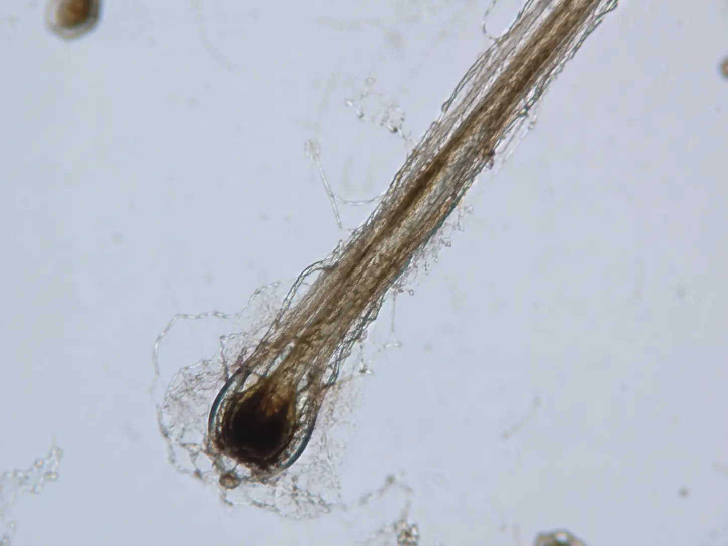 Bulbe capillaire observé au microscope DSH au salon de Cébazat